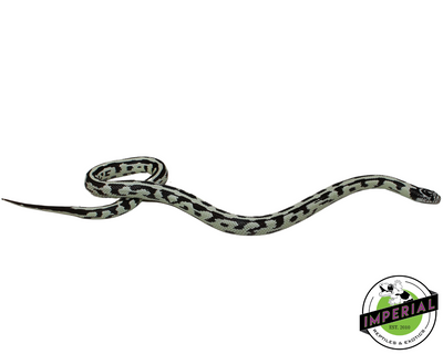 Hi White Jungle California Kingsnake for sale, Reptiles for sale, animals for sale, buy reptiles online, reptile supplies for sale