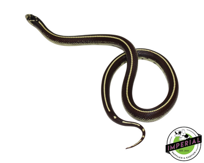 Stripe California Kingsnake for sale, Reptiles for sale, animals for sale, buy reptiles online, reptile supplies for sale