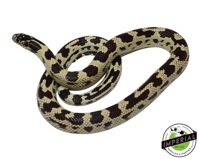 Jungle California Kingsnake for sale, Reptiles for sale, animals for sale, buy reptiles online, reptile supplies for sale