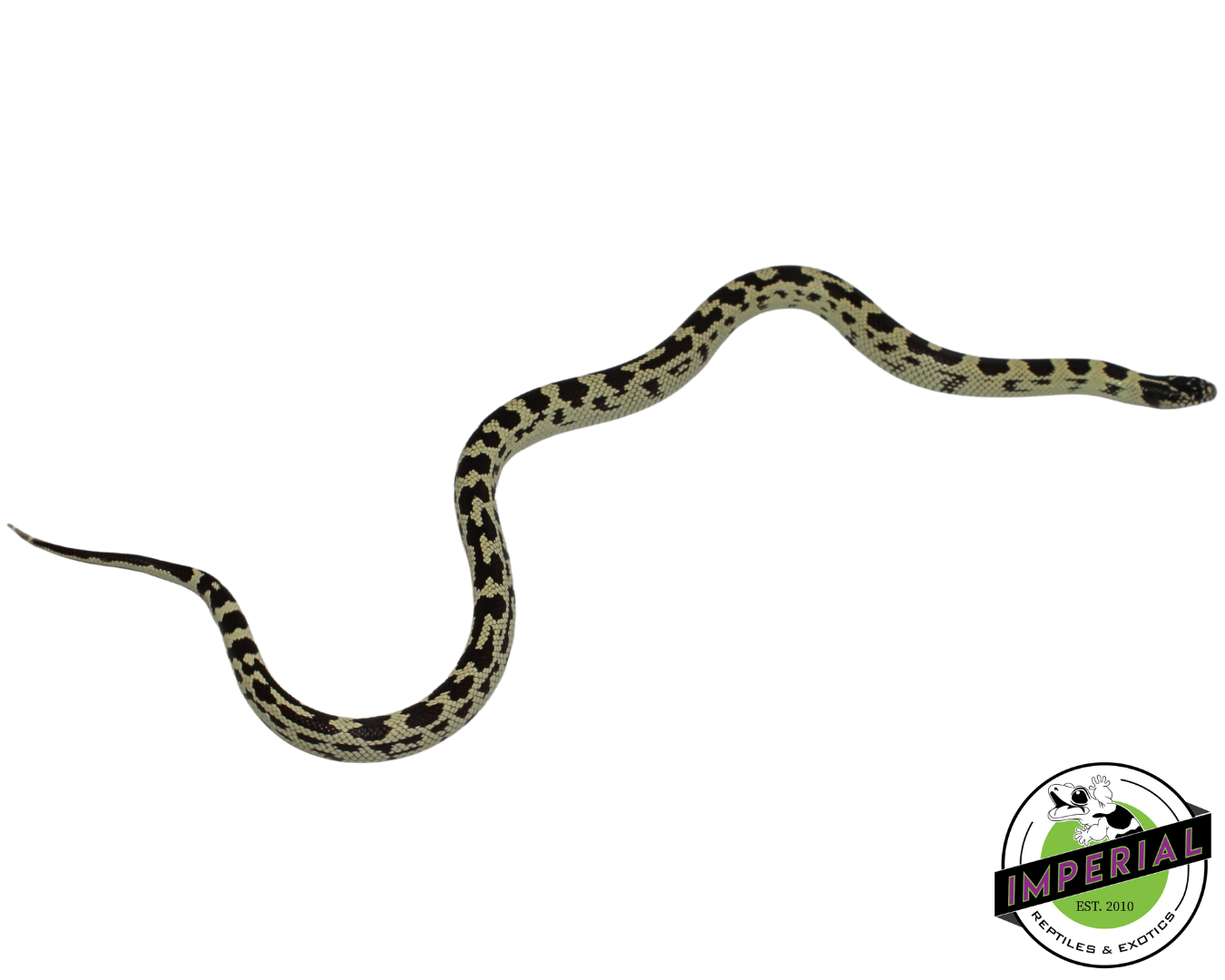 Jungle California Kingsnake for sale, Reptiles for sale, animals for sale, buy reptiles online, reptile supplies for sale