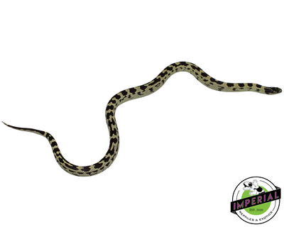 Jungle California Kingsnake for sale, Reptiles for sale, animals for sale, buy reptiles online, reptile supplies for sale