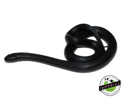 Mexican Black Kingsnake for sale, Reptiles for sale, animals for sale, buy reptiles online, reptile supplies for sale