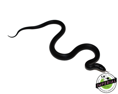 Mexican Black Kingsnake for sale, Reptiles for sale, animals for sale, buy reptiles online, reptile supplies for sale