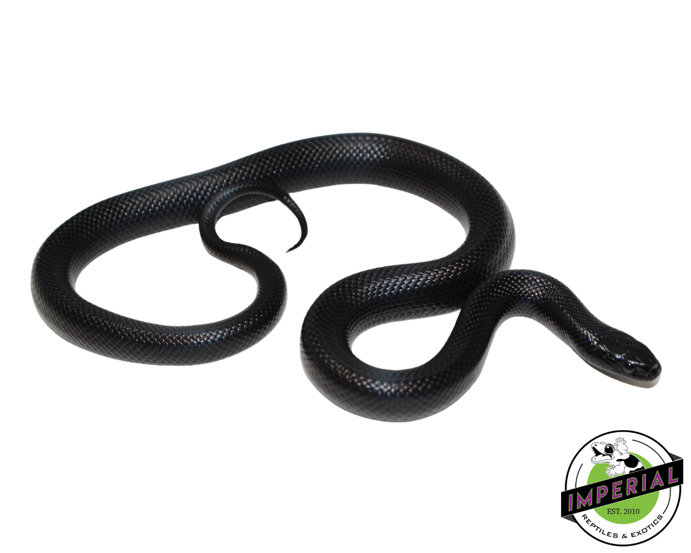 Mexican Black Kingsnake for sale, Reptiles for sale, animals for sale, buy reptiles online, reptile supplies for sale