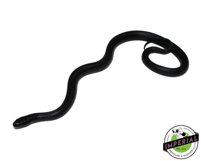 Mexican Black Kingsnake for sale, Reptiles for sale, animals for sale, buy reptiles online, reptile supplies for sale