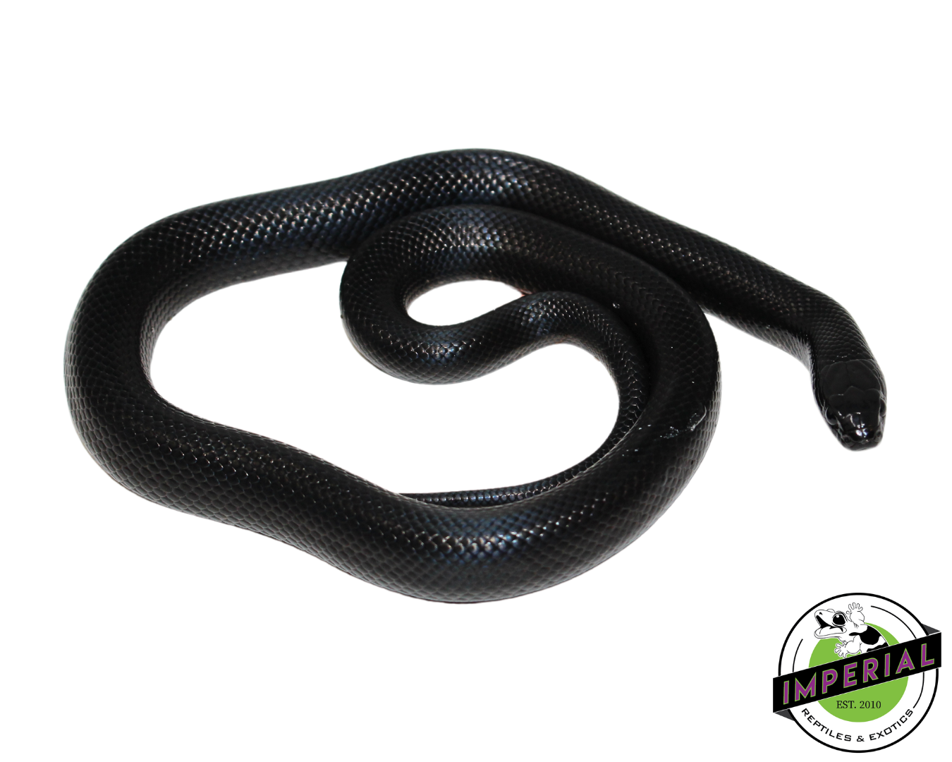 Mexican Black Kingsnake for sale, Reptiles for sale, animals for sale, buy reptiles online, reptile supplies for sale