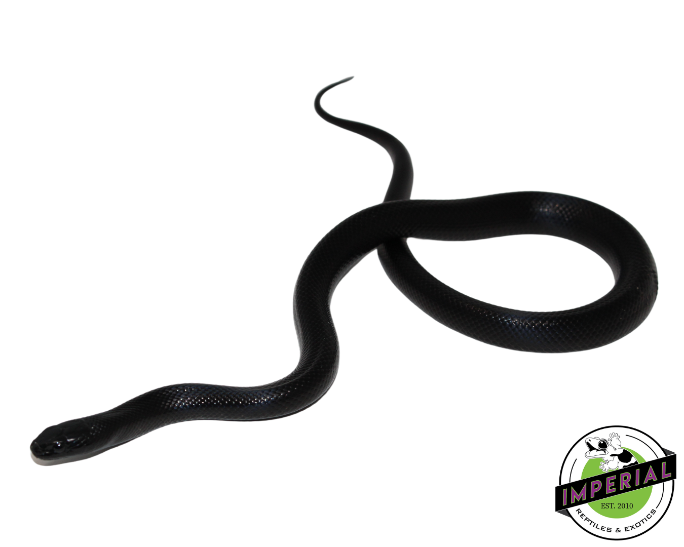 Mexican Black Kingsnake for sale, Reptiles for sale, animals for sale, buy reptiles online, reptile supplies for sale