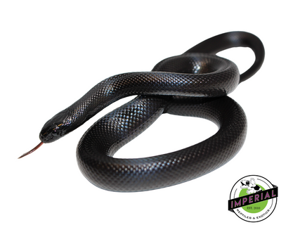 Mexican Black Kingsnake for sale, Reptiles for sale, animals for sale, buy reptiles online, reptile supplies for sale