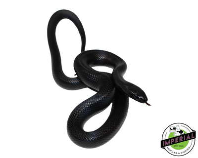 Mexican Black Kingsnake for sale, Reptiles for sale, animals for sale, buy reptiles online, reptile supplies for sale