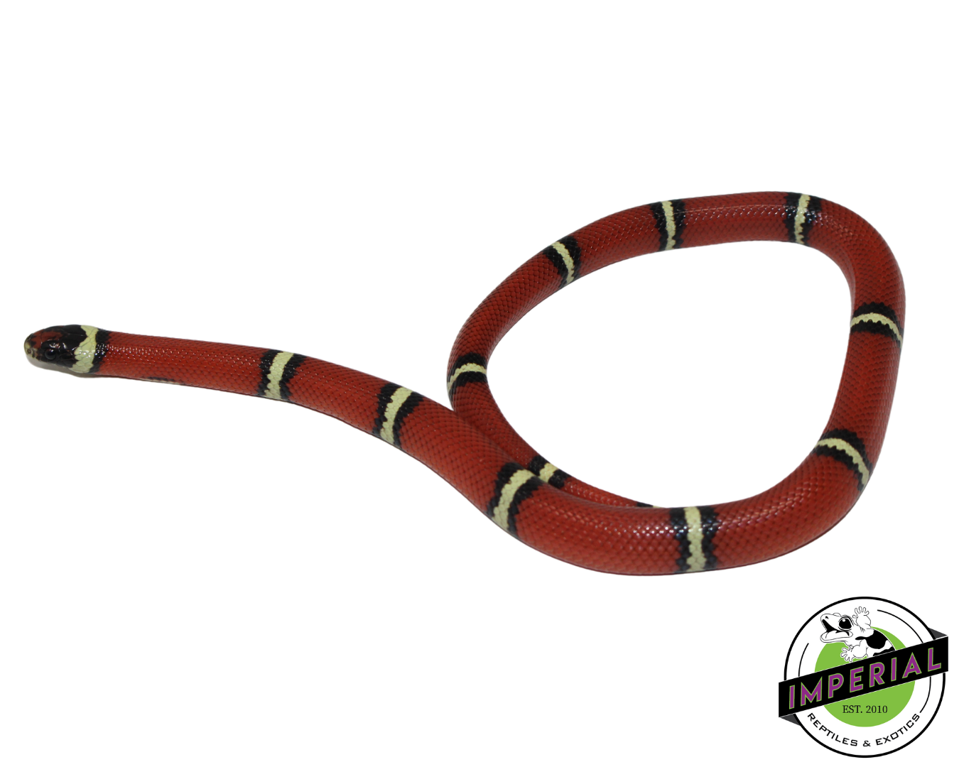 Cosala Locale Sinaloan Milk Snake for sale, Reptiles for sale, animals for sale, buy reptiles online, reptile supplies for sale