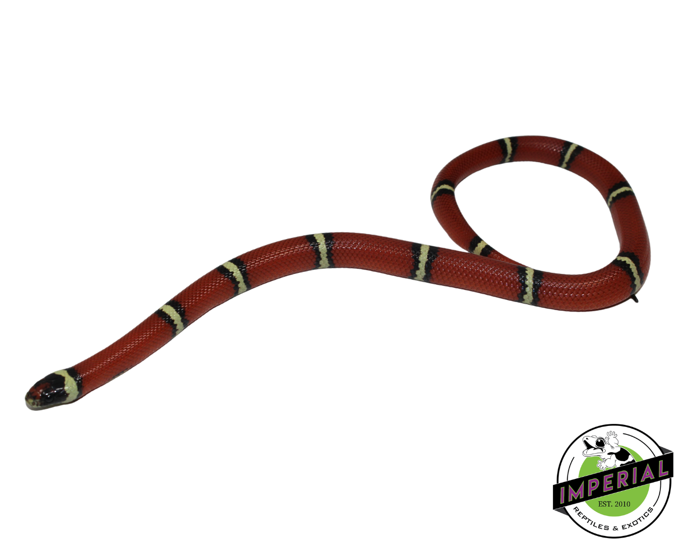 Cosala Locale Sinaloan Milk Snake for sale, Reptiles for sale, animals for sale, buy reptiles online, reptile supplies for sale