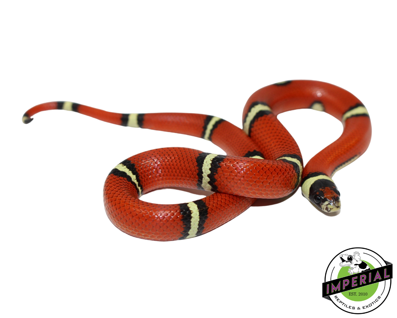 Cosala Locale Sinaloan Milk Snake for sale, Reptiles for sale, animals for sale, buy reptiles online, reptile supplies for sale