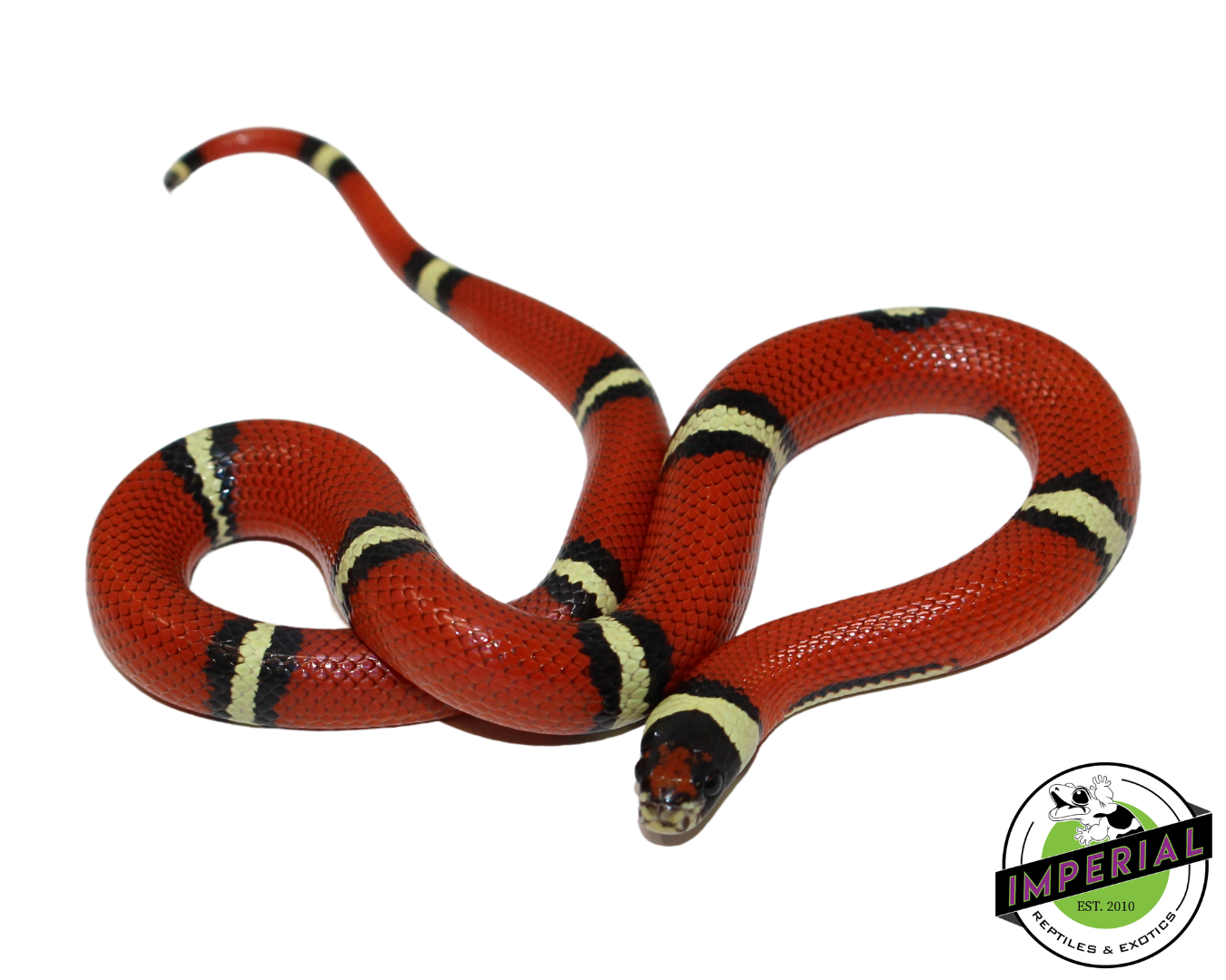 Cosala Locale Sinaloan Milk Snake for sale, Reptiles for sale, animals for sale, buy reptiles online, reptile supplies for sale