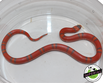 Extreme Hypo Honduran Milk Snake for sale, Reptiles for sale, animals for sale, buy reptiles online, reptile supplies for sale