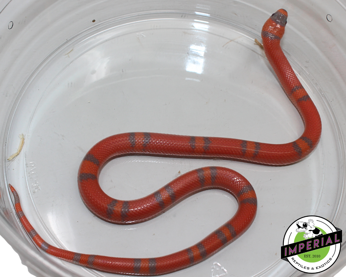 Extreme Hypo Honduran Milk Snake for sale, Reptiles for sale, animals for sale, buy reptiles online, reptile supplies for sale