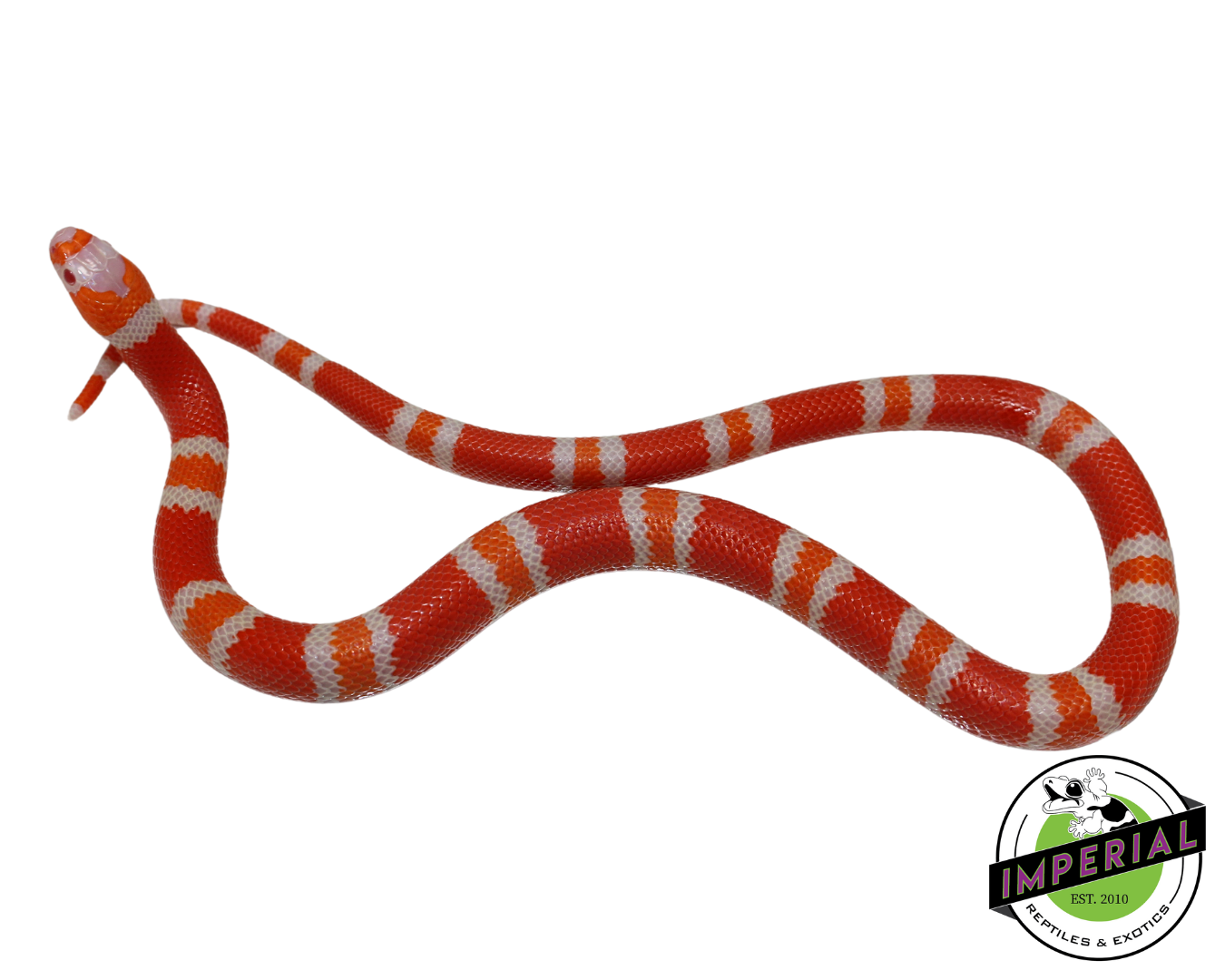 Tangerine Albino Honduran Milk Snake for sale, Reptiles for sale, animals for sale, buy reptiles online, reptile supplies for sale