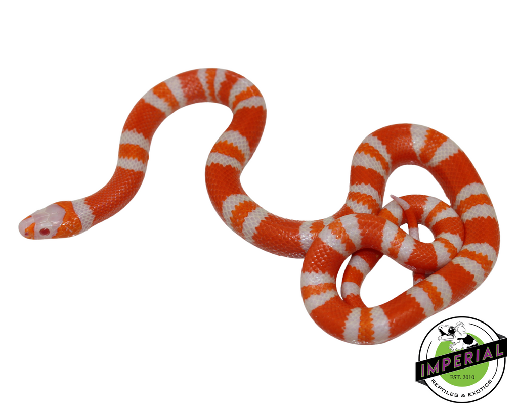Tangerine Albino Honduran Milksnake For Sale - Imperial Reptiles