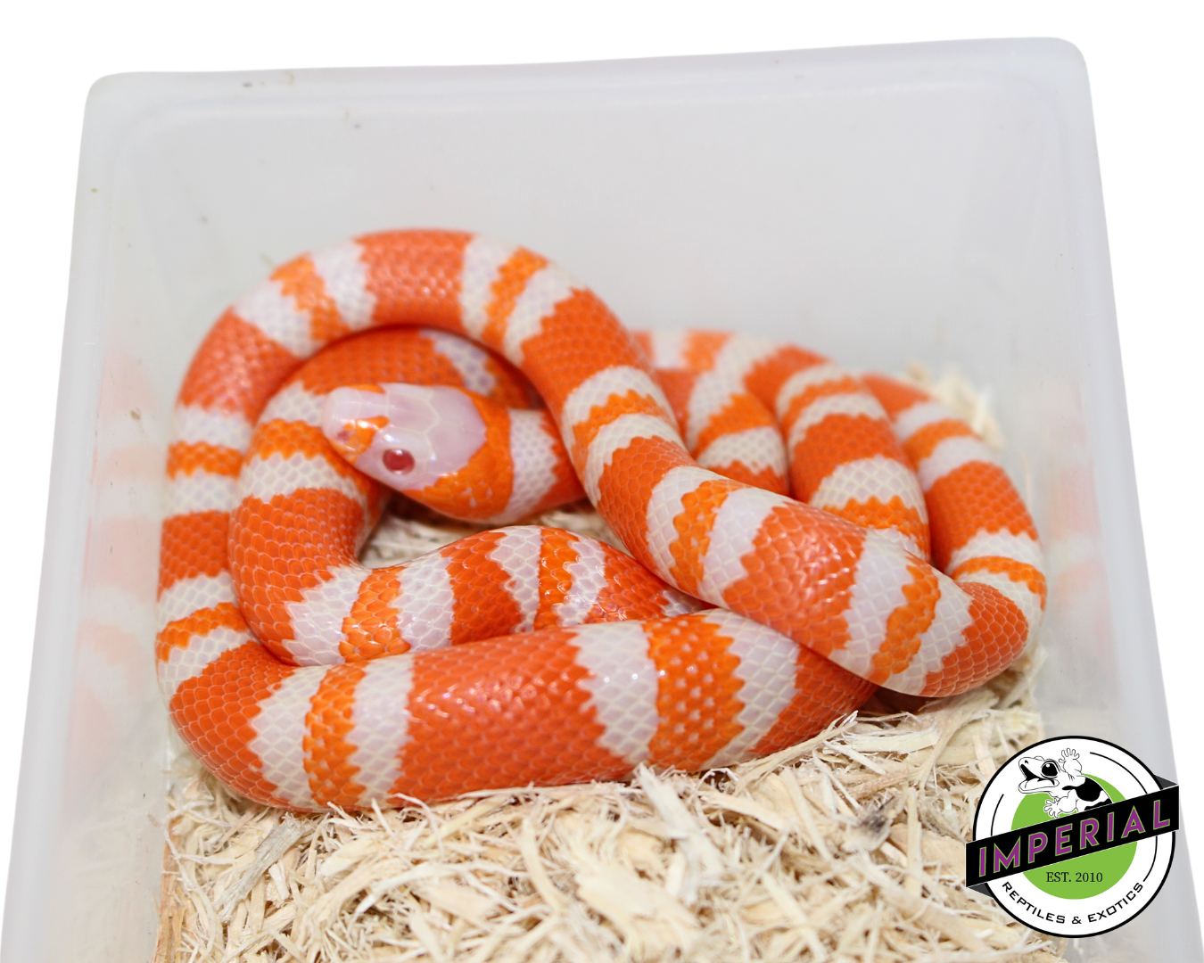 Tangerine Albino Honduran Milksnake For Sale - Imperial Reptiles Tangerine Albino Honduran Milksnake For Sale - Imperial Reptiles