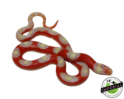 T+ Albino Nelson's Milk Snake for sale, Reptiles for sale, animals for sale, buy reptiles online, reptile supplies for sale