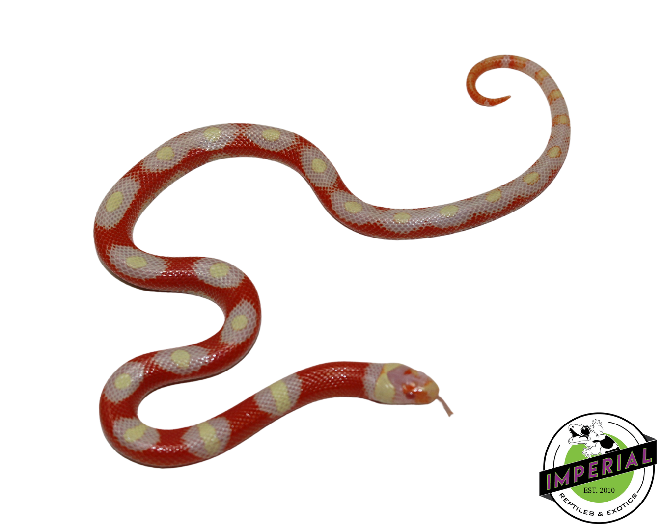 T+ Albino Nelson's Milk Snake for sale, Reptiles for sale, animals for sale, buy reptiles online, reptile supplies for sale