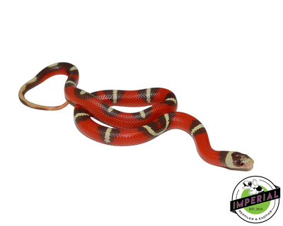 T+ Splotched Nelson's Milk Snake for sale, Reptiles for sale, animals for sale, buy reptiles online, reptile supplies for sale