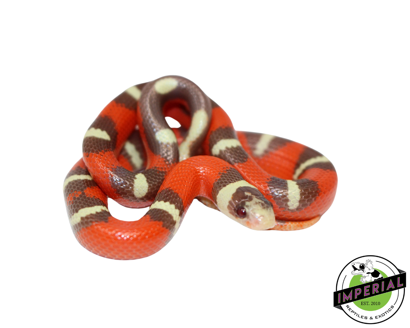 T+ Splotched Nelson's Milk Snake for sale, Reptiles for sale, animals for sale, buy reptiles online, reptile supplies for sale