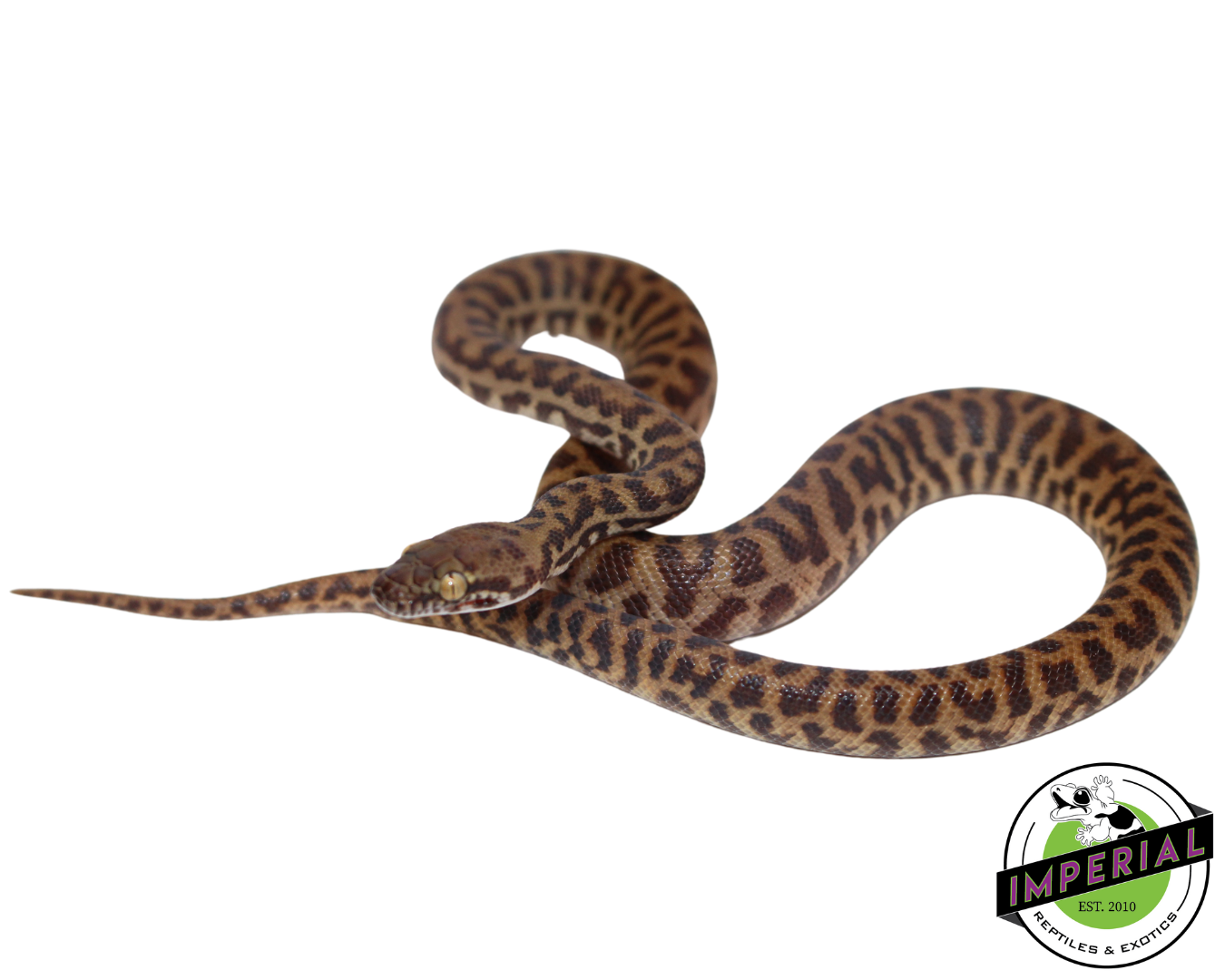 Stimson's Python For Sale - Imperial Reptiles – IMPERIAL REPTILES & EXOTICS