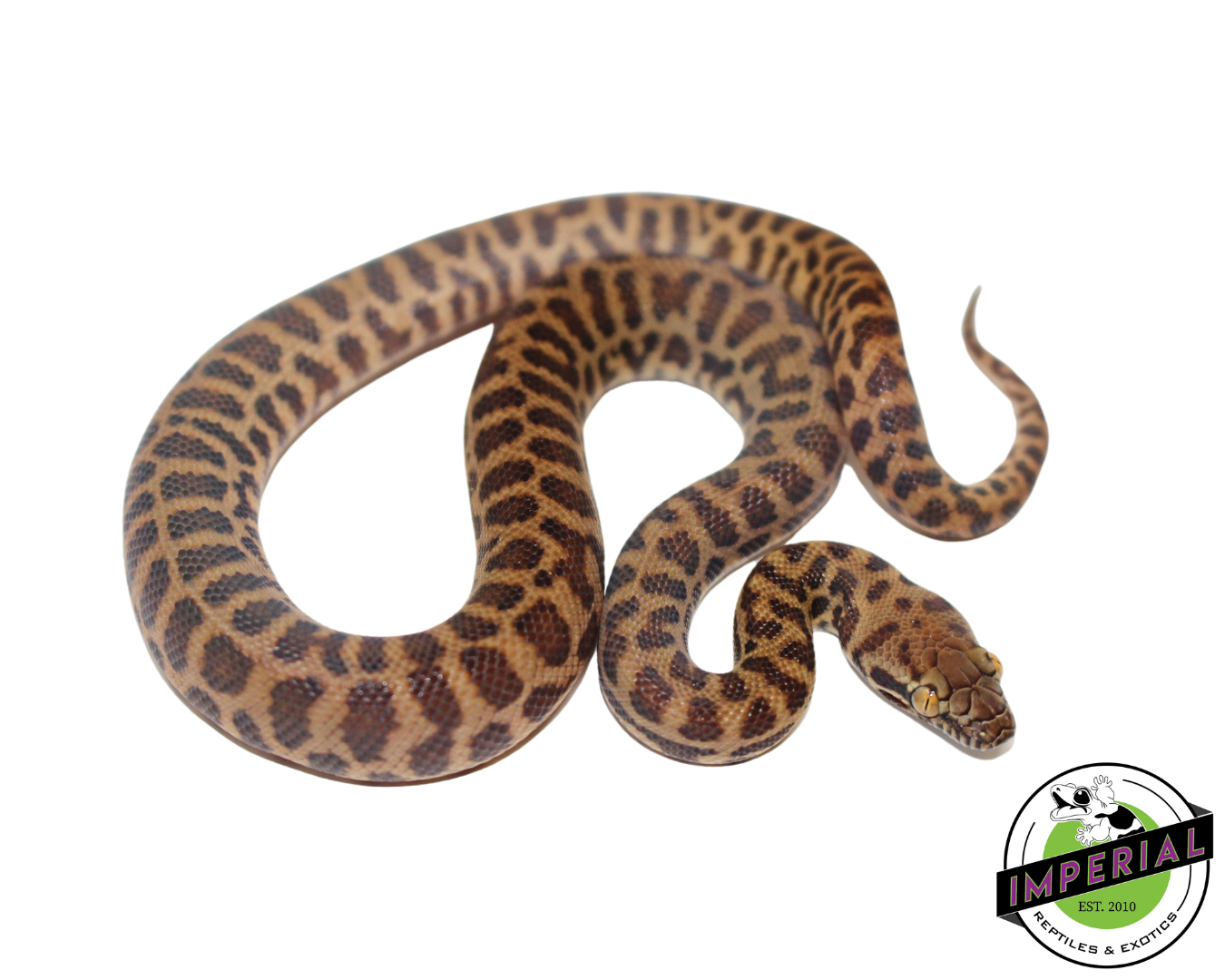 Stimson's Python For Sale - Imperial Reptiles – IMPERIAL REPTILES & EXOTICS