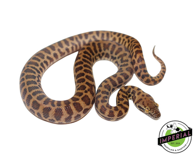 Stimson's Python for sale, reptiles for sale, animals for sale, buy reptiles online, reptile supplies for sale