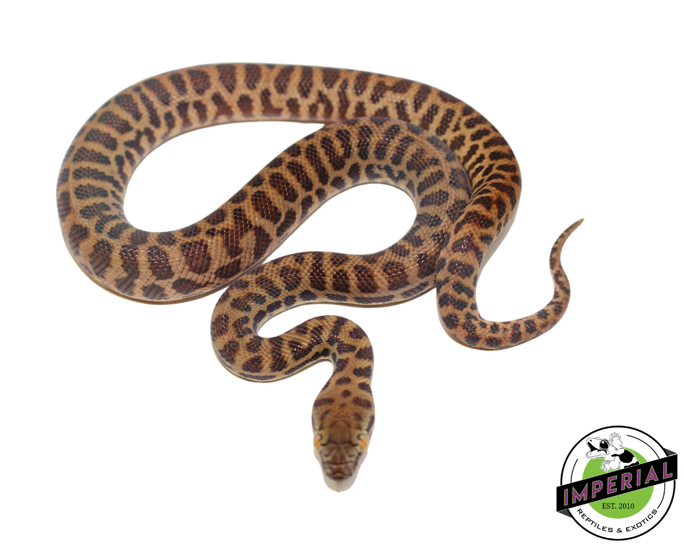 Stimson's Python for sale, reptiles for sale, animals for sale, buy reptiles online, reptile supplies for sale