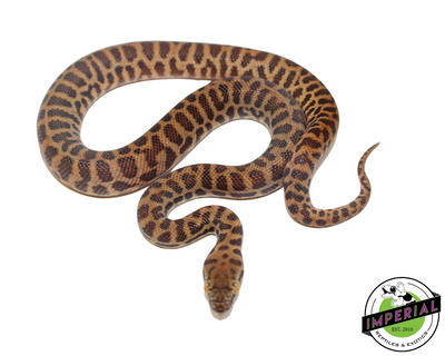 Stimson's Python for sale, reptiles for sale, animals for sale, buy reptiles online, reptile supplies for sale