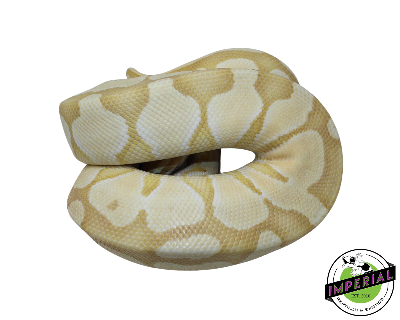 Banana Enchi Butter Ball Python for sale, reptiles for sale, animals for sale, buy reptiles online, reptile supplies for sale