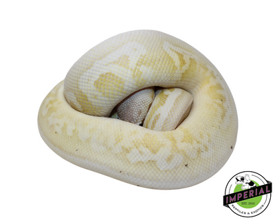 Banana Pewter Mojave Ball Python for sale, reptiles for sale, animals for sale, buy reptiles online, reptile supplies for sale