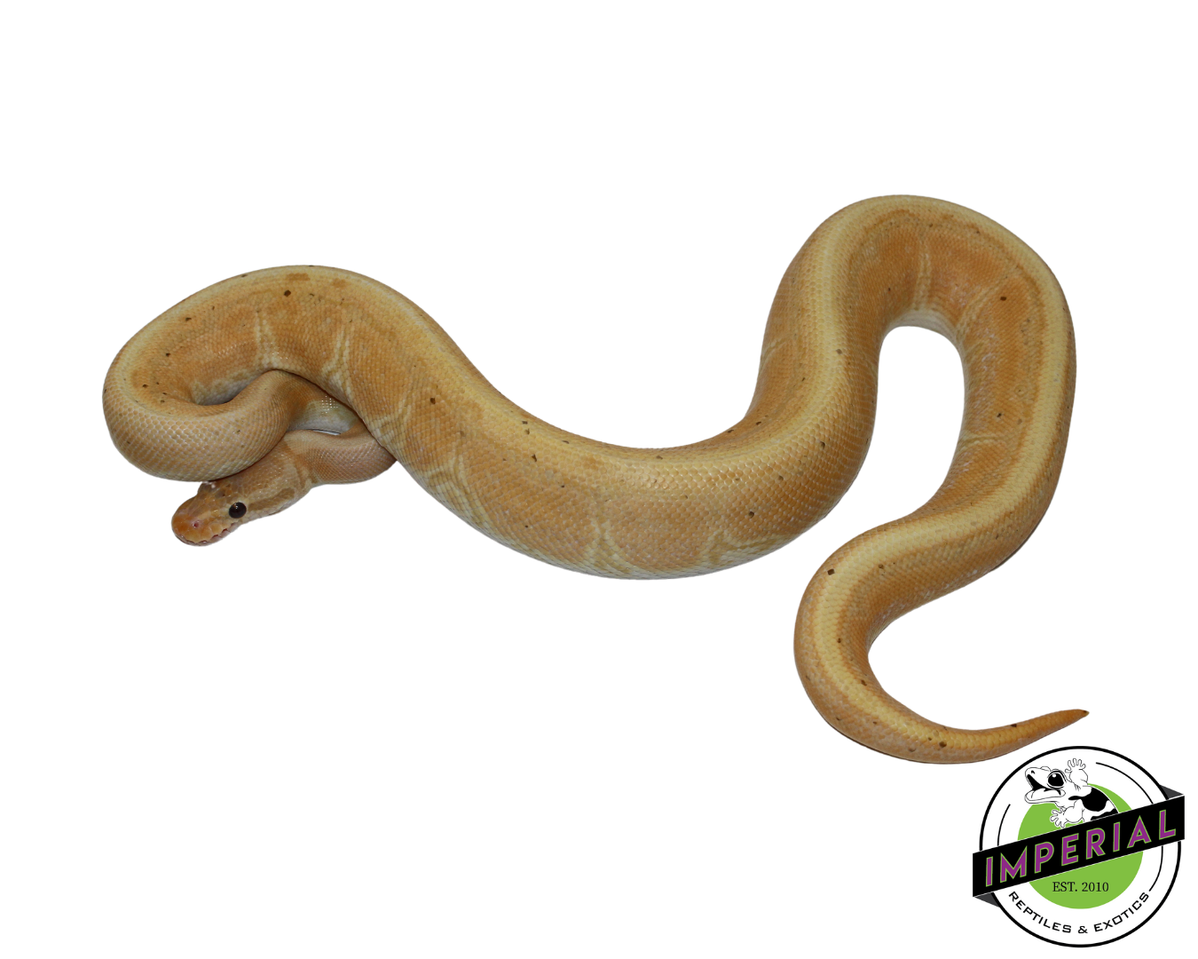 Banana Pinstripe HRA Ball Python for sale, reptiles for sale, animals for sale, buy reptiles online, reptile supplies for sale