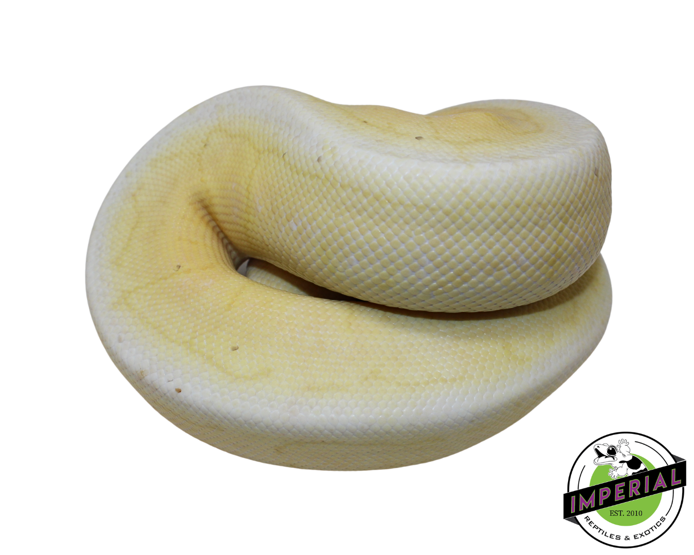 Banana Spinner Blast Cinnamon Ball Python for sale, reptiles for sale, animals for sale, buy reptiles online, reptile supplies for sale