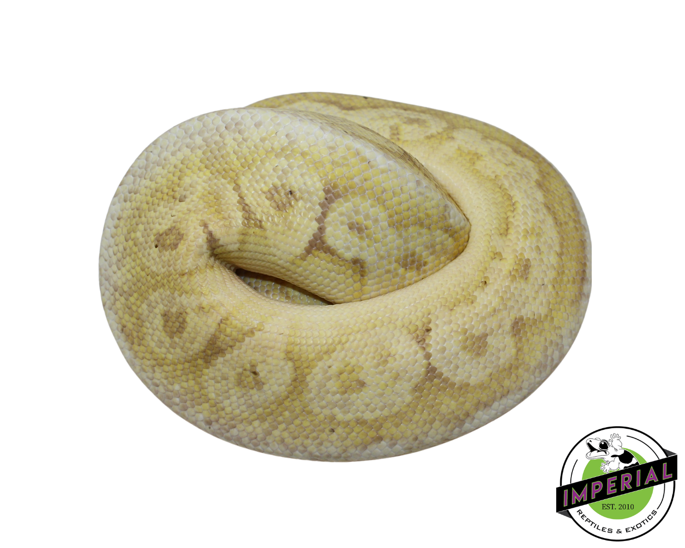 Banana Sterling Ball Python for sale, reptiles for sale, animals for sale, buy reptiles online, reptile supplies for sale