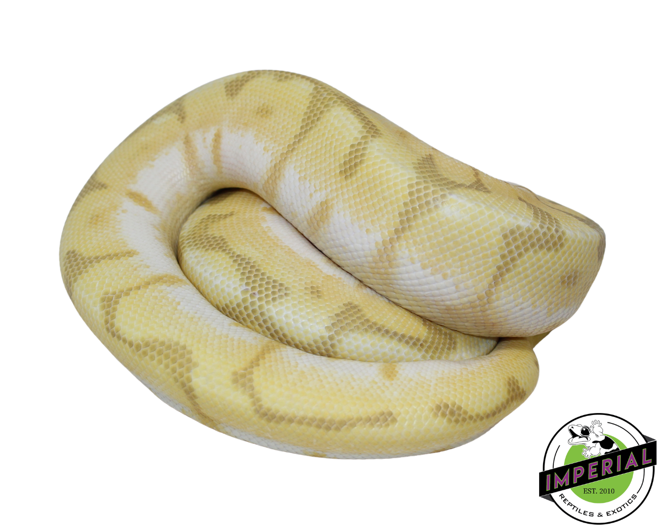 Queen Bee Enchi Ghost Ball Python For Sale - Imperial Reptiles ...