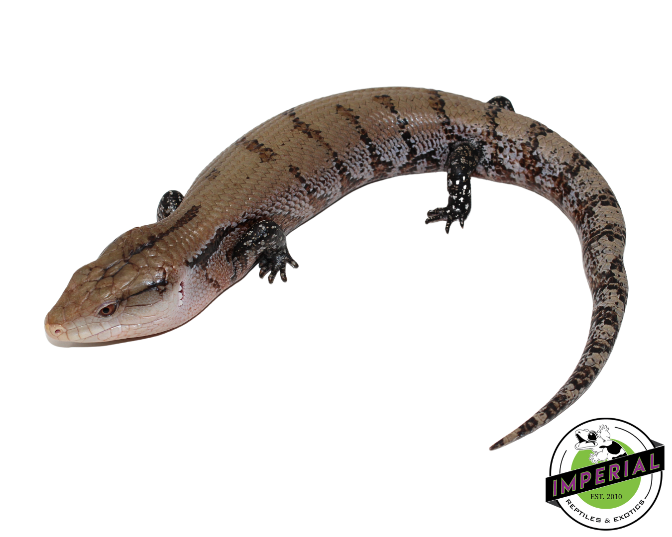 Merauke Blue Tongue Skink for sale, reptiles for sale, animals for sale, buy reptiles online, reptile supplies for sale