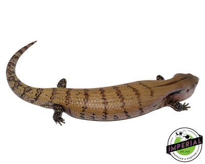 Merauke Blue Tongue Skink for sale, reptiles for sale, animals for sale, buy reptiles online, reptile supplies for sale