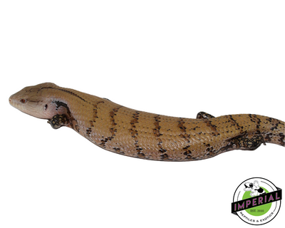 Merauke Blue Tongue Skink for sale, reptiles for sale, animals for sale, buy reptiles online, reptile supplies for sale