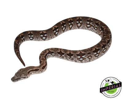 Dumeril's Boa for sale, reptiles for sale, animals for sale, buy reptiles online, reptile supplies for sale