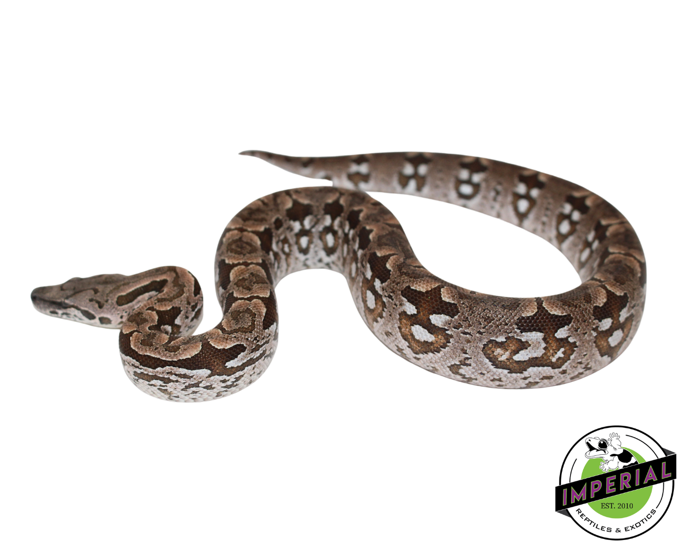 Dumeril's Boa for sale, reptiles for sale, animals for sale, buy reptiles online, reptile supplies for sale