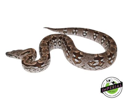 Dumeril's Boa for sale, reptiles for sale, animals for sale, buy reptiles online, reptile supplies for sale