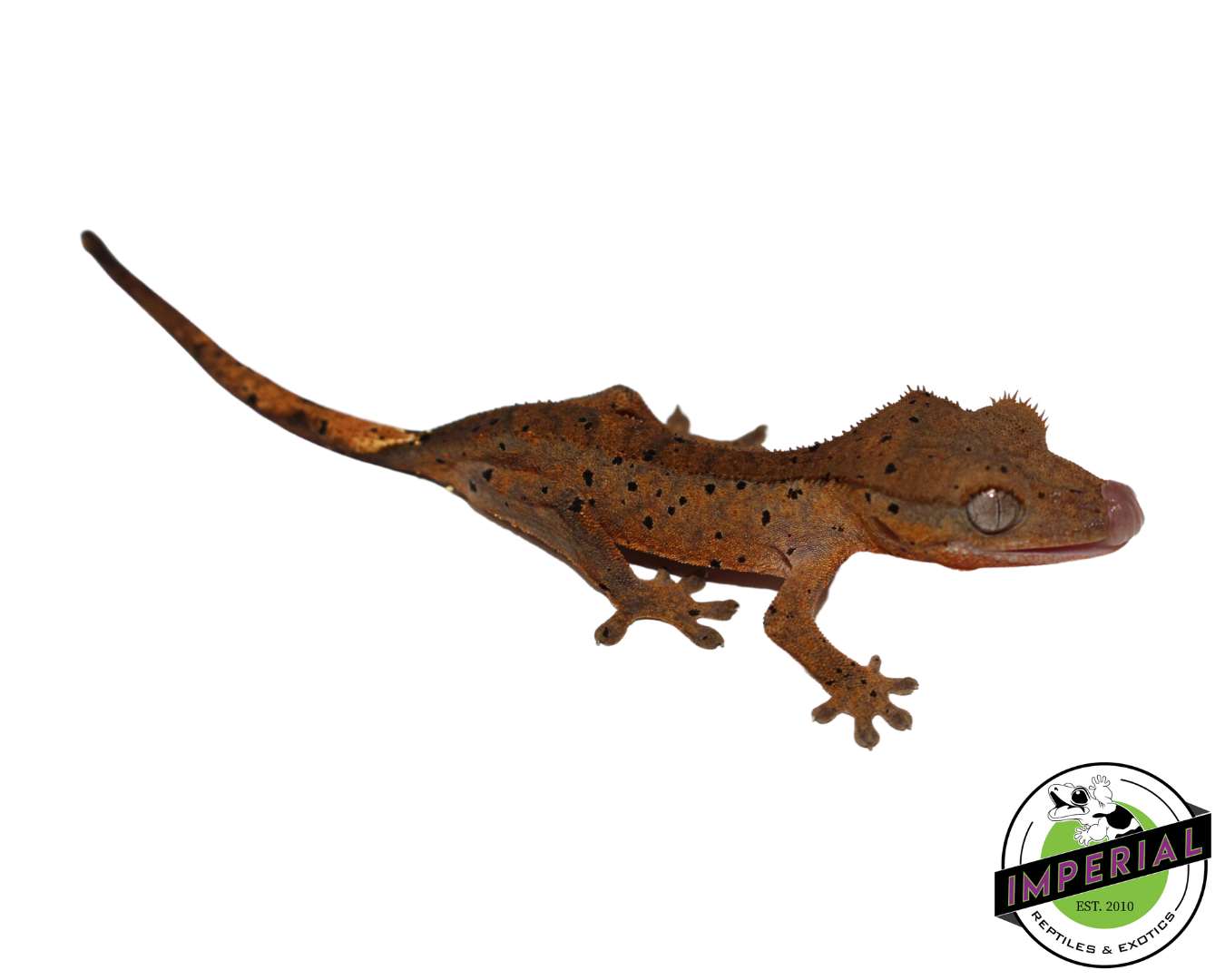 Super Dalmatian Crested Gecko (#112524-13)