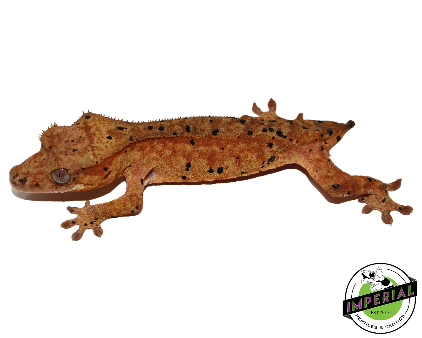 Dalmation Crested Gecko for sale, reptiles for sale, animals for sale, buy reptiles online, reptile supplies for sale