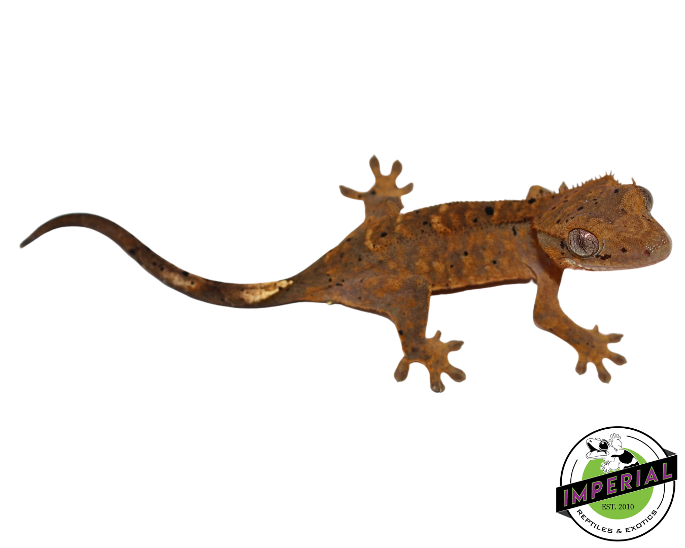 Dalmation Crested Gecko for sale, reptiles for sale, animals for sale, buy reptiles online, reptile supplies for sale