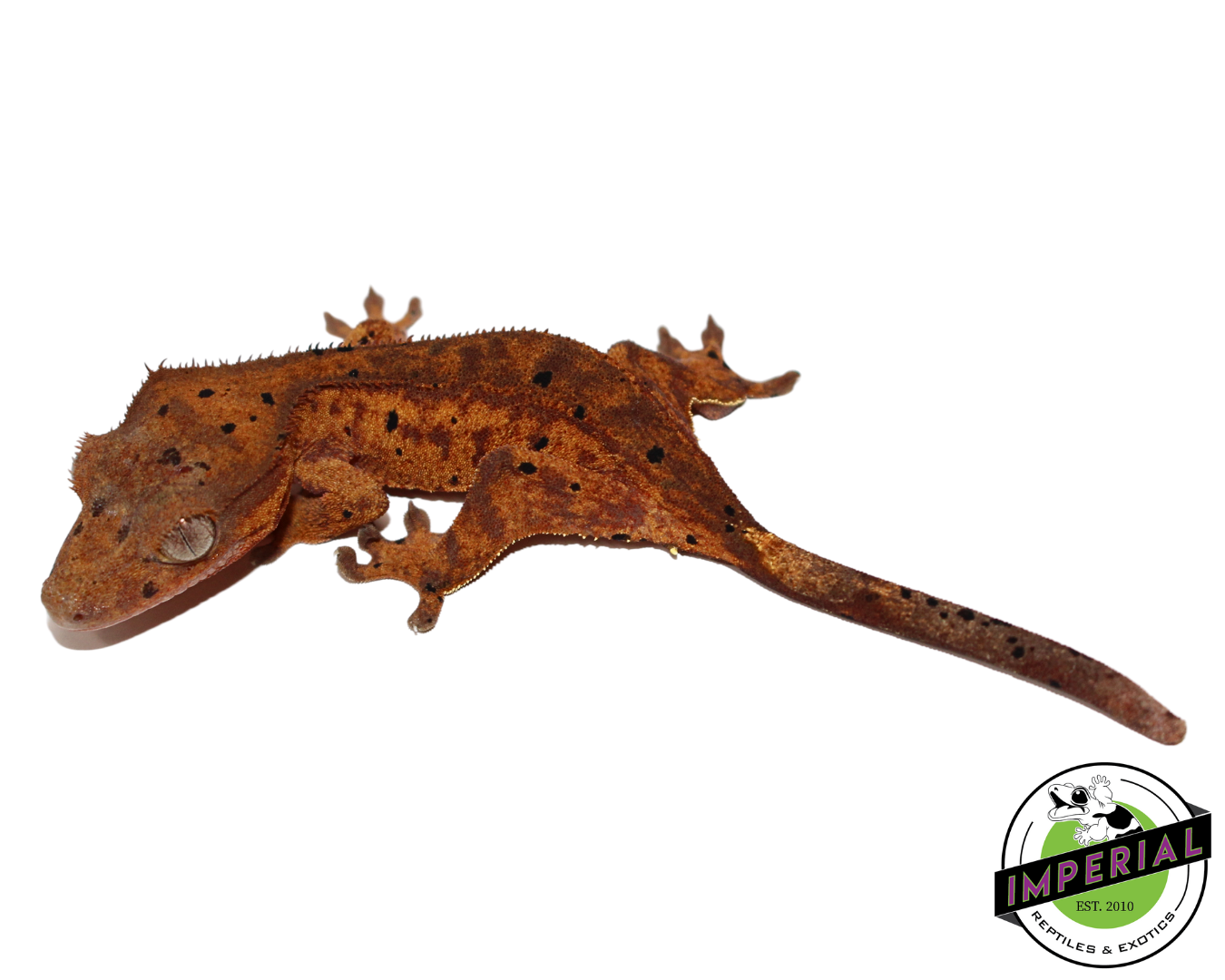 Dalmation Crested Gecko for sale, reptiles for sale, animals for sale, buy reptiles online, reptile supplies for sale