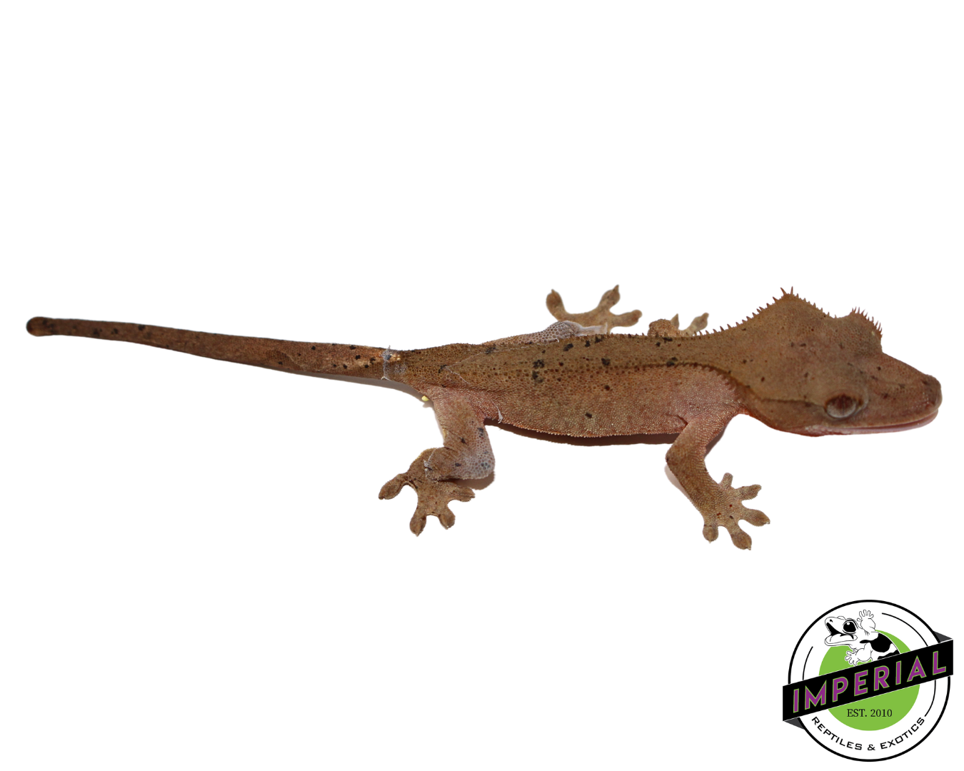 Dalmation Crested Gecko for sale, reptiles for sale, animals for sale, buy reptiles online, reptile supplies for sale