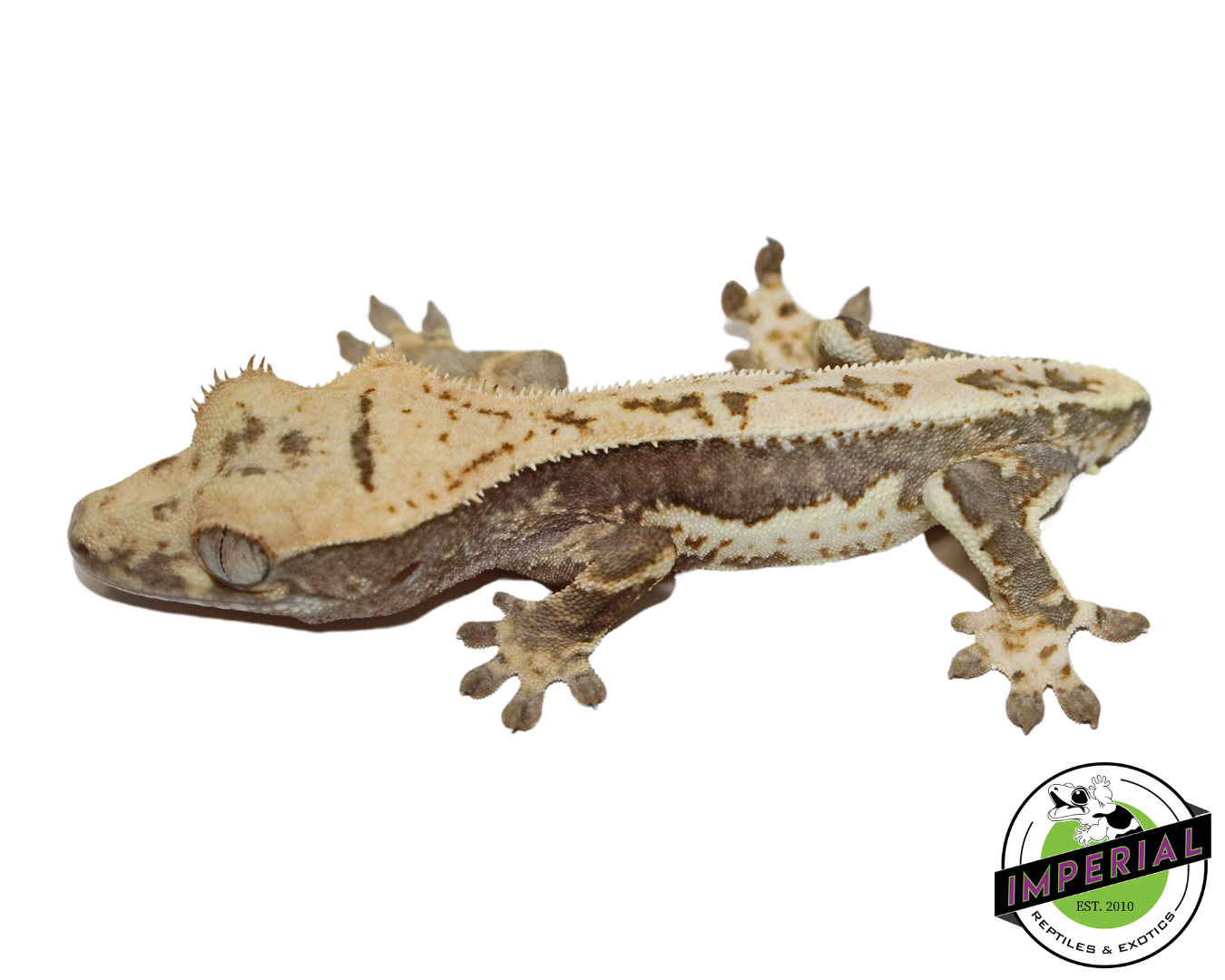 Lilly White Crested Gecko for sale, reptiles for sale, animals for sale, buy reptiles online, reptile supplies for sale