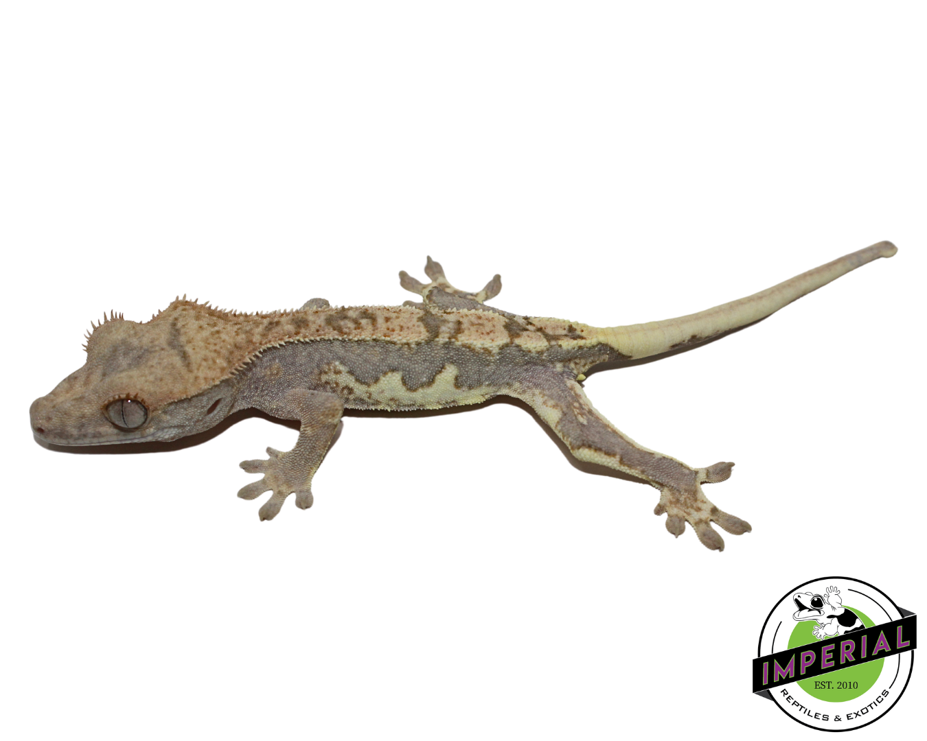 Lilly White Crested Gecko for sale, reptiles for sale, animals for sale, buy reptiles online, reptile supplies for sale